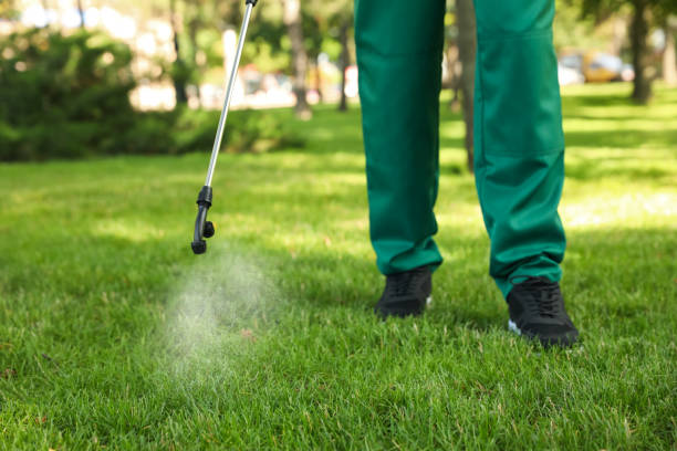 Best Ant Control Services  in Mayer, AZ