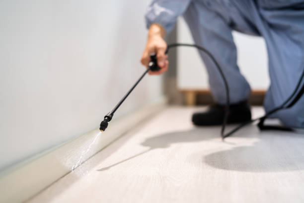 Best Wasp Removal Services  in Mayer, AZ