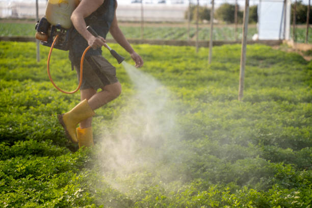 Best Best Pest Control Companies  in Mayer, AZ