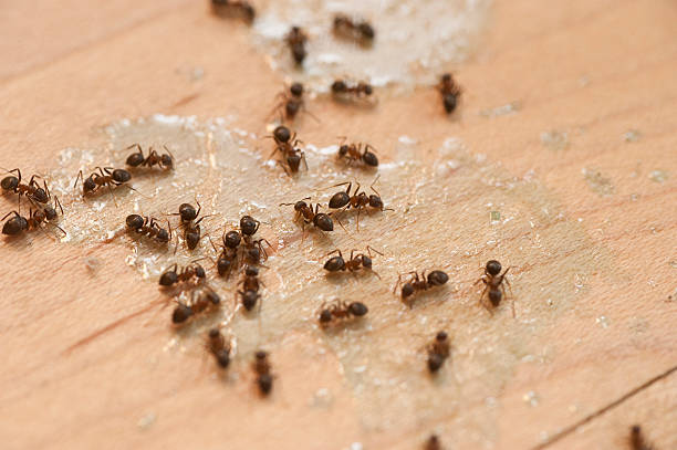 Best Residential Pest Control  in Mayer, AZ