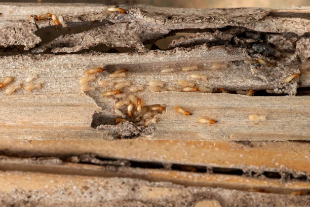 Trusted Mayer, AZ Pest Control Experts