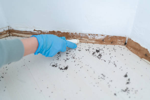 Best Pest Prevention Services  in Mayer, AZ