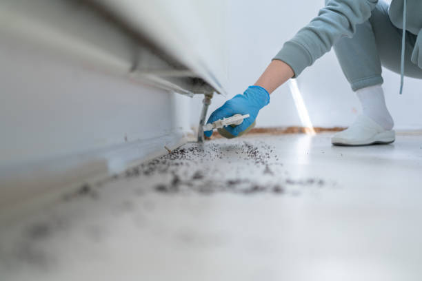 Best Bed Bug Extermination  in Mayer, AZ
